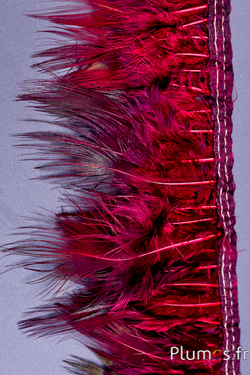Frange faisan doré - long. plumes 6-8 cm - bordeaux